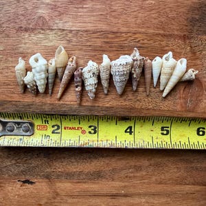 May include: A selection of seashells of different shapes and sizes, displayed on a wooden surface. The shells are in shades of beige, brown, and white. A yellow measuring tape is placed alongside the shells, showing measurements in inches, equivalent to centimeters.