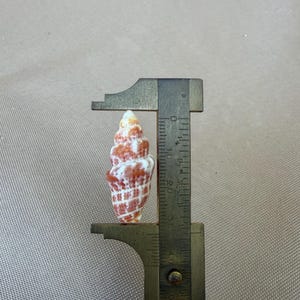 May include: A small, spiraled seashell with a textured surface featuring a pattern of reddish-brown and white squares. The shell is positioned within a metal caliper, showing a length of approximately 3.2 cm from tip to base.