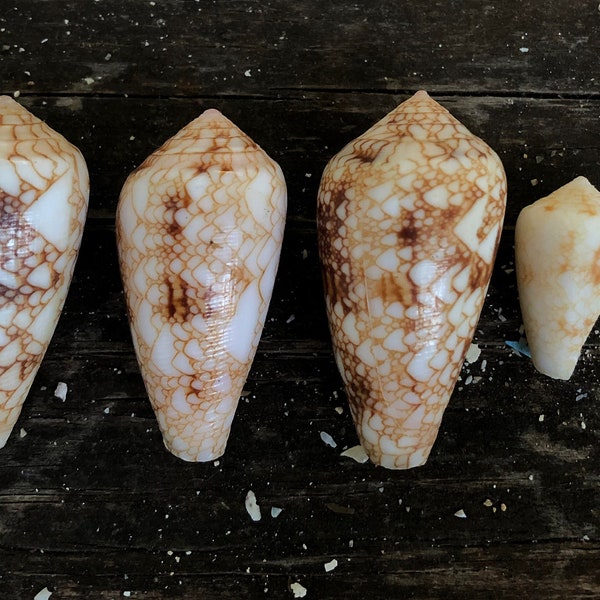 Hawaiian Cone Shell - Etsy