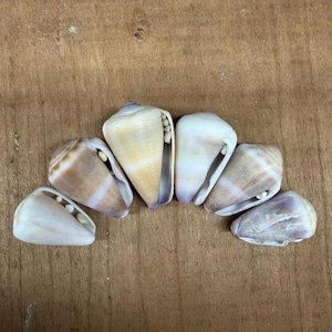 May include: A selection of seashells arranged on a wooden surface. The shells display a range of colours, including cream, tan, and purple. Each shell has a unique shape and texture, showcasing natural variations. The shells are a natural decorative element.
