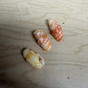 May include: Three small seashells in shades of orange, white, and cream. The shells have a textured surface and are on a light brown wooden surface. These are natural shells.