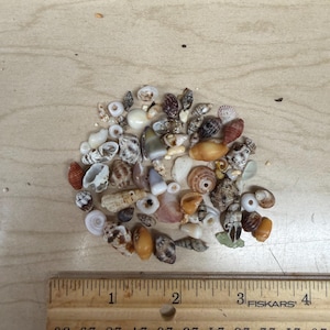 May include: A collection of small seashells in various shapes, sizes, and colours, including white, brown, and orange. A wooden ruler with centimetre markings is at the bottom of the image. The ruler measures approximately 10 cm.