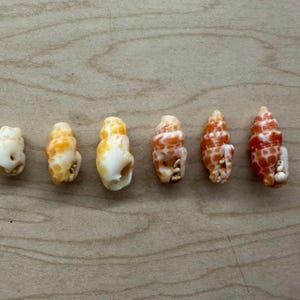 Hawaiian miter shell, Surf tumbled (1)