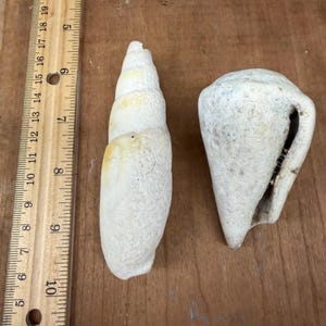 May include: Two seashells, one spiral and the other rounded. Both are off-white with yellow and brown markings. A ruler with centimetre markings is next to the shells. The shells are on a wooden surface.