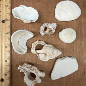 May include: A collection of seashells, including scallop and conch shells, in shades of white and beige. The shells have varied shapes and textures, with a smooth, white fragment also present.