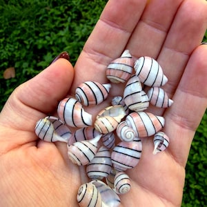 May include: A collection of small, striped seashells in shades of pink, white, and black. The shells are held in a hand against a backdrop of green foliage. The shells vary in size and shape, with a spiral design.