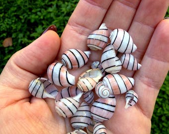 May include: A collection of small, striped seashells in shades of pink, white, and black. The shells are held in a hand against a backdrop of green foliage. The shells vary in size and shape, with a spiral design.