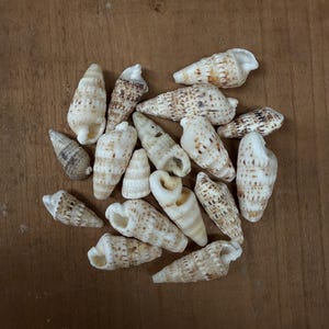 May include: A selection of seashells in various shapes and sizes, predominantly cream and tan with brown markings. The shells are arranged on a wooden surface, creating a natural, coastal theme. The image showcases a variety of textures and patterns.