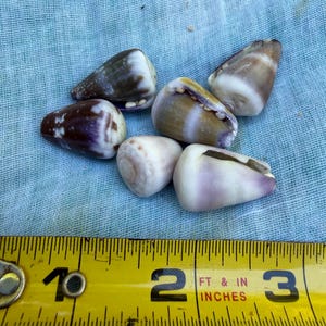 May include: Six cone-shaped seashells with smooth surfaces in shades of brown, white, and purple, arranged in a cluster above a yellow measuring tape that shows the shells range from approximately 0.5 to 1.5 inches in length.