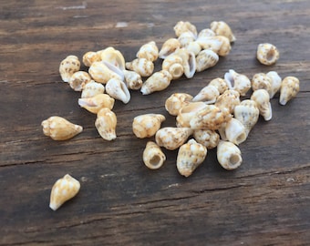 Drilled seashell (tan), lot of 10