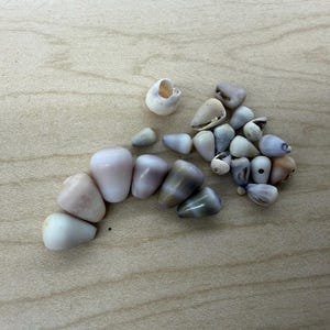 May include: A selection of seashells and small stones in shades of white, beige, and grey. The shells and stones are arranged on a light-coloured wooden surface. Some shells have a pearlescent sheen.