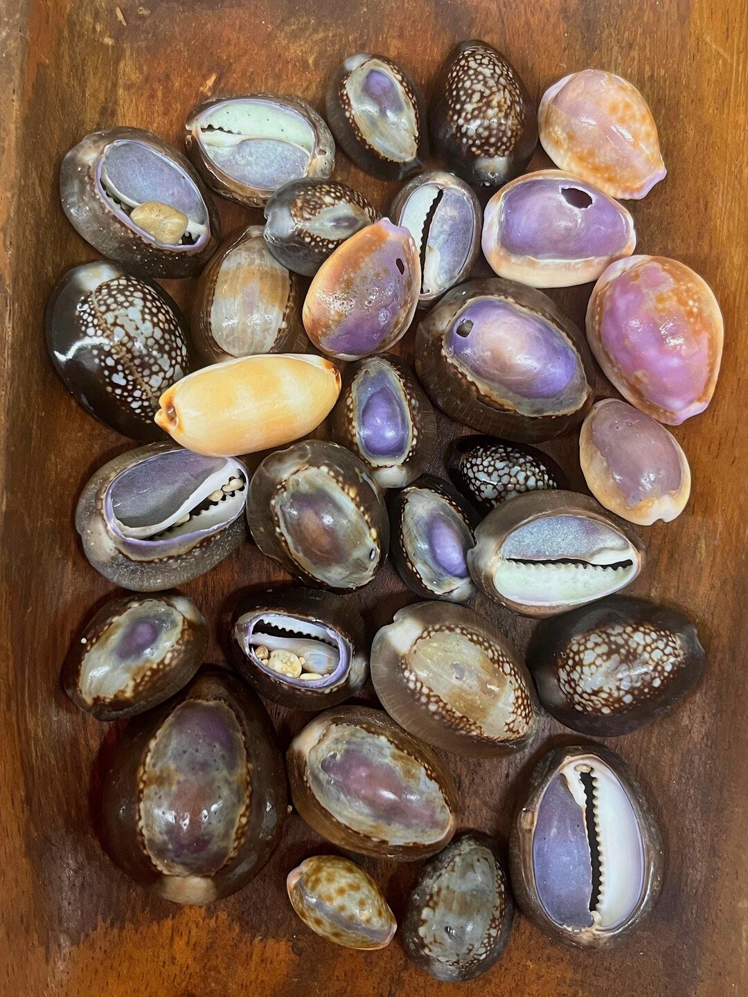 Hawaiian Cowrie Shells Cowry Seashells - Etsy