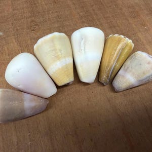 May include: Six cone-shaped seashells in shades of white, cream, and tan are arranged on a wooden surface. The shells display natural textures and patterns. The shells are a natural product.
