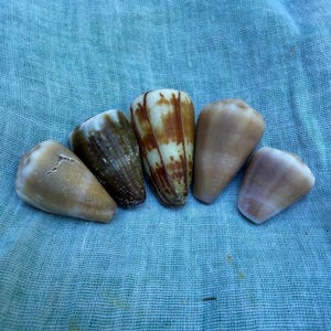 Puede incluir: Cinco conchas cónicas dispuestas en fila, que muestran varios patrones y colores naturales. Las conchas varían desde un tono bronceado claro con motas marrones hasta un marrón oscuro con marcas blancas, una concha crema con rayas marrones y dos lisas.