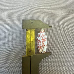 May include: A small, conical seashell with a white base and a reddish-orange mottled pattern, positioned between the jaws of a brass caliper. The shell features a spiral structure and a smooth, glossy texture, measuring approximately 2.5 cm in height.