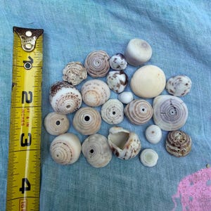 Peut inclure: Une collection de divers petits coquillages ronds, blanc cassé et beige, avec des motifs en spirale et des trous centraux, disposés à côté d'un mètre ruban métallique jaune montrant que les coquillages mesurent entre 0,5 et 2,5 cm.