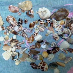 Puede incluir: Una gran colección de conchas marinas variadas en diversas formas, tamaños y colores, incluyendo tonos blancos, marrones, beige y grises. Las conchas presentan texturas, patrones y marcas diversas, desde lisas hasta moteadas.