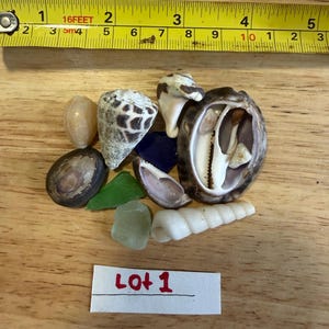 Hawaiian Seashells and seaglass Surf tumbled (lot of 10 see pictures to choose you lot)