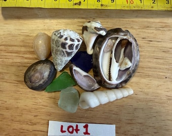 May include: A collection of assorted seashells and sea glass pieces arranged near a yellow measuring tape showing approximately 5 inches in length. A white paper label with the handwritten text Lot 1 is placed below the shells and glass.