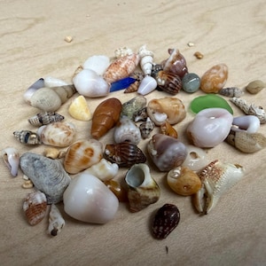 May include: A selection of seashells in various colours, including white, brown, orange, and grey, with some sea glass pieces. The shells are diverse in size and form, creating a natural, coastal theme.