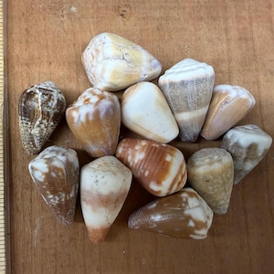 May include: A collection of seashells in shades of brown, tan, and white. The shells are cone-shaped and have unique patterns and textures. The shells are arranged on a wooden surface.