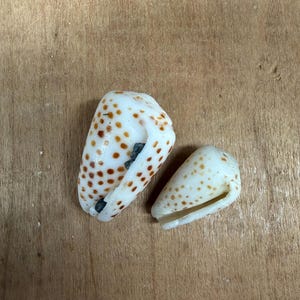 May include: Two seashells with a cream base and brown spots are displayed on a wooden surface. One shell is larger and more open, while the other is smaller and conical. The shells have a natural, organic appearance.