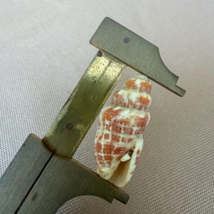 May include: A spiral-shaped seashell with a white base and reddish-brown grid-like patterns. The shell is positioned between the jaws of a brass-coloured metal calliper, which is used to measure its length in a vertical orientation.