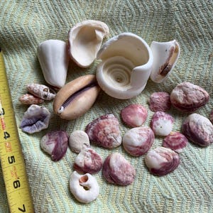 May include: A collection of seashells in various shapes and sizes, including conch shells and cowrie shells. The shells are white, tan, and purple, and are arranged on a light green textured surface. A yellow tape measure is visible.