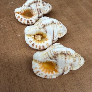 May include: Three seashells with a cream and brown pattern. The shells have an open, orange-coloured interior. The shells are arranged in a row on a wooden surface.