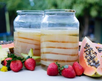 The very best Jun Scoby: Green Tea and Honey Kombucha mother culture starter kit