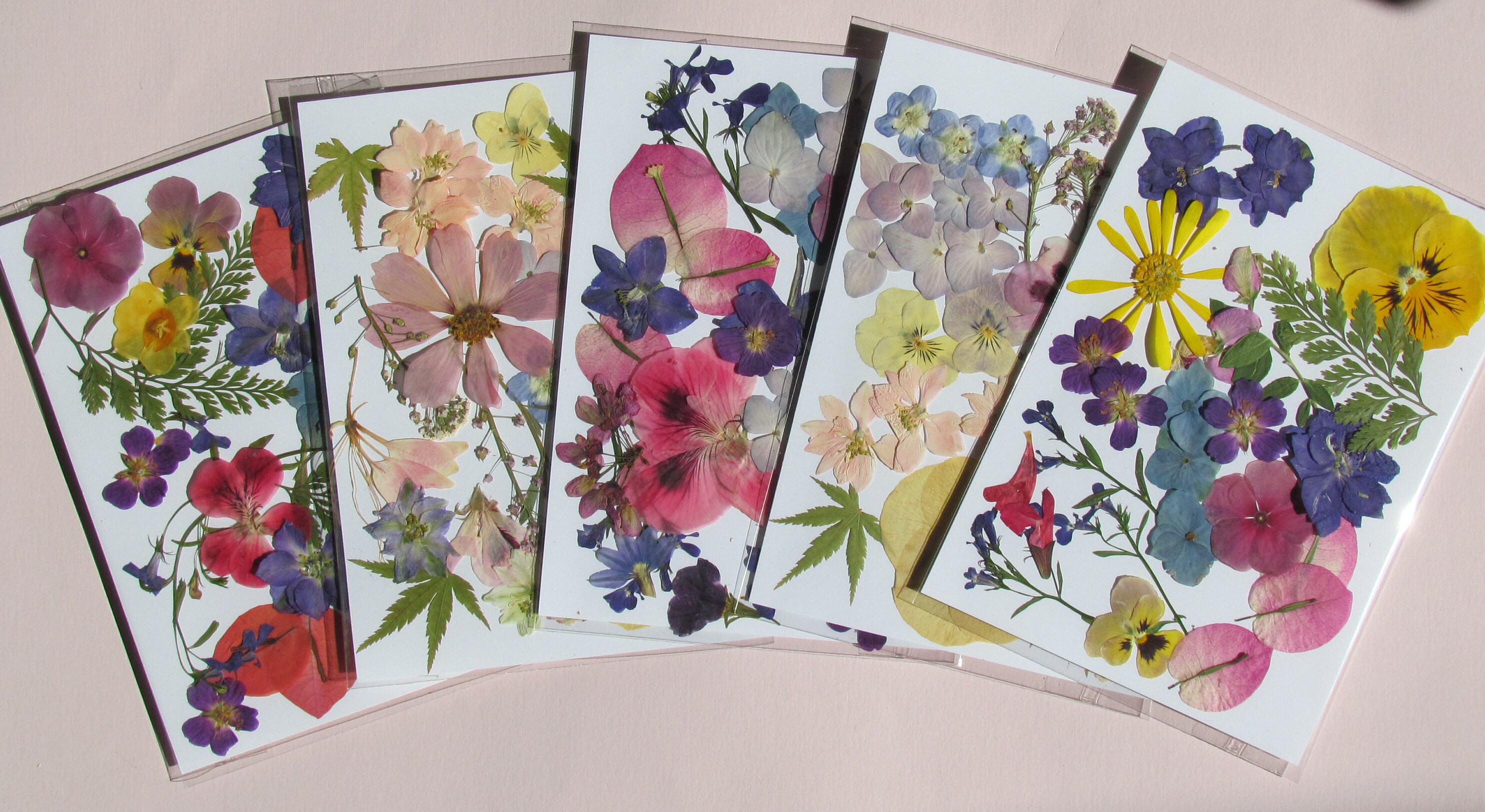 Fleurs Pressées en Paquets de 5 X 7, Chacun avec Suffisamment Fleurs Pour Faire Un Bel Arrangement.