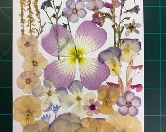 30+ edible, pastel mixed pressed flowers cake decor or crafting #3629