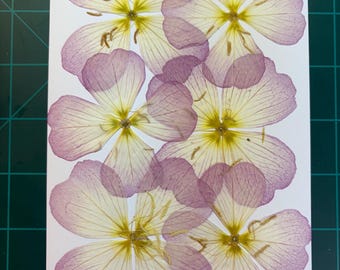 6 Edible Pink Evening Primrose Flowers, Pressed Garden Craft Supplies #3599
