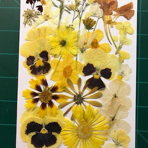 Può includere: Una collezione di fiori pressati in tonalità di giallo, marrone e bianco. I fiori sono disposti su uno sfondo bianco. I fiori includono violette, margherite e altri fiori selvatici.