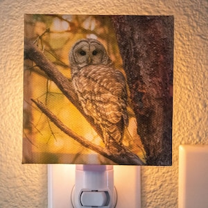 Canvas Owl Night Light, Owl Gift, Plug in Night Light, Barred Owl, Night Light Photo Wall Plug In