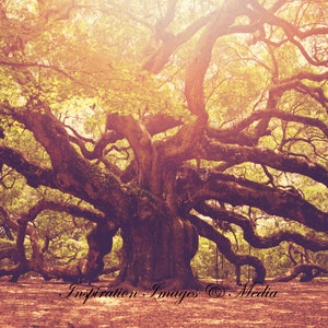 Angel Oak Tree of Charleston, SC