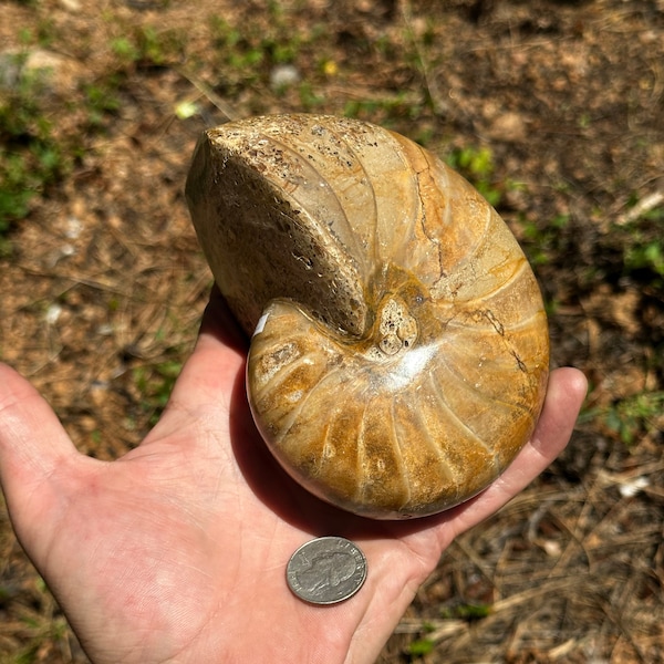 Nautilus fossil calcite+aragonite pseudomorph shell