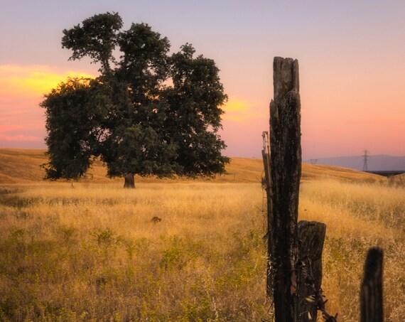Fenced In (CANVAS) a lone tree along the fence Millville Plains Road at sunset