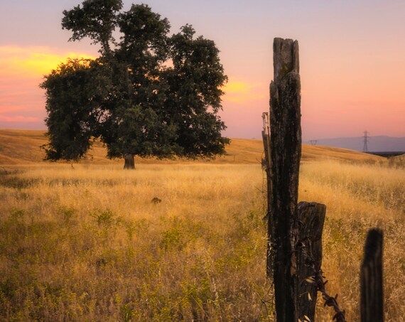 Fenced In (Metal Panel) a lone tree along the fence on Millville Plains Road