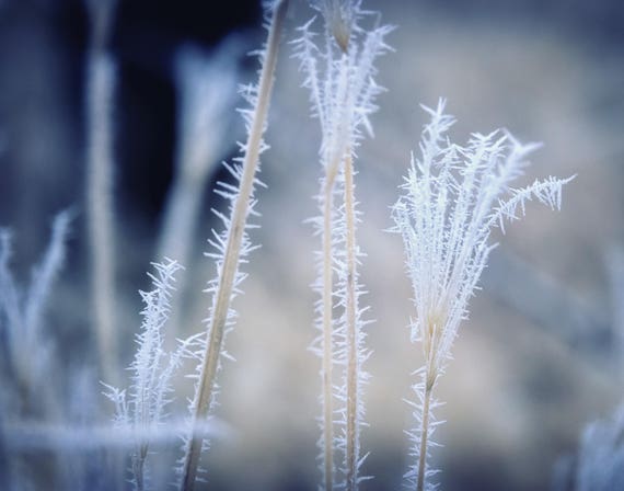 Cold (Prints) Hoar Frost on a field of weeds