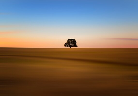 Focus on one thing at a time (Metal Panel) oak tree on Millville Plains Road