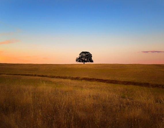 One with Nature (prints) the single tree on Millville Plains Road Northern California