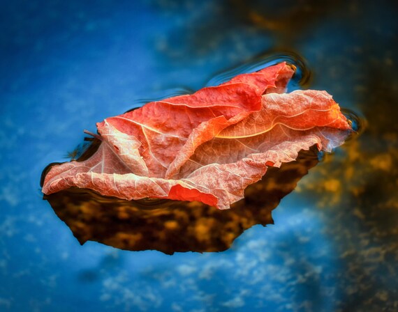 On the Surface (prints) Leaf floating down Brandy Creek with fall colors Whiskeytown Lake