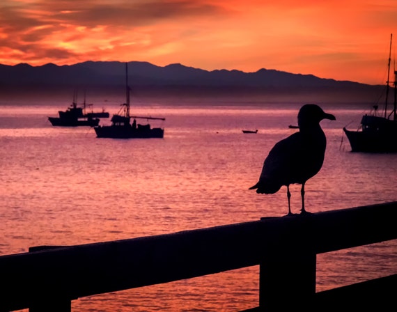 On the Fence (Prints) Seagull on Harford Pier Avila Beach California
