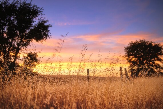 Evening Glow (Metal Panel) Sunset along Millville Plains Road