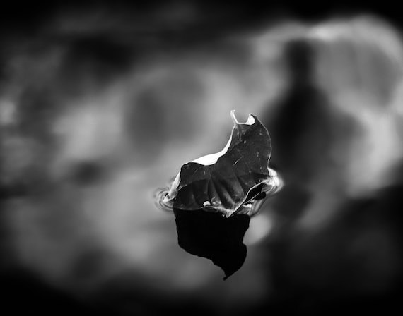 Fell (prints) A Leaf floating down Brandy Creek in black and white Whiskeytown Lake