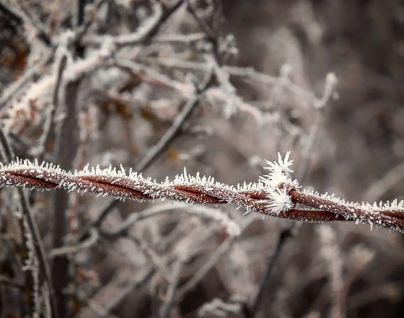 Frosty (Prints) Hoar Frost on a barbed wire fence