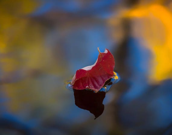 Encore (prints) Leaf floating down Brandy Creek with fall colors Whiskeytown Lake