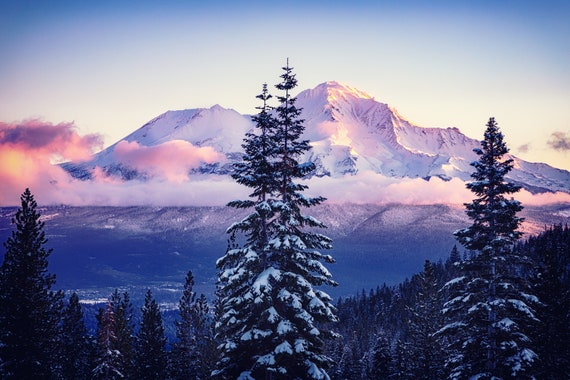 Glorious Beginning (CANVAS) Mt. Shasta in Northern California snow covered trees