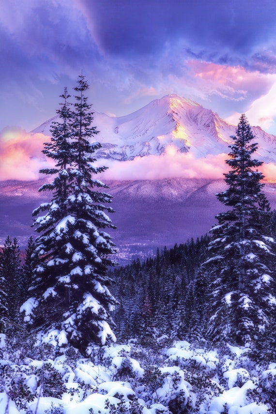 Magical Winter (CANVAS) Mt. Shasta in Northern California snow covered trees